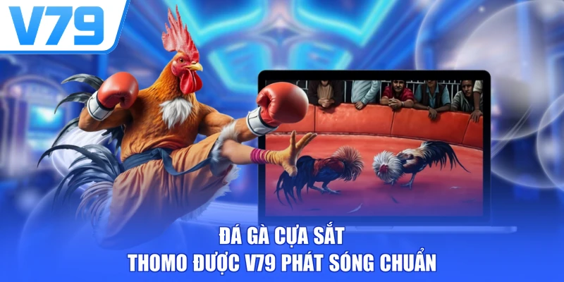 Đá gà cựa sắt Thomo được V79 phát sóng chuẩn