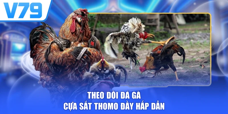 Theo dõi đá gà cựa sắt Thomo đầy hấp dẫn